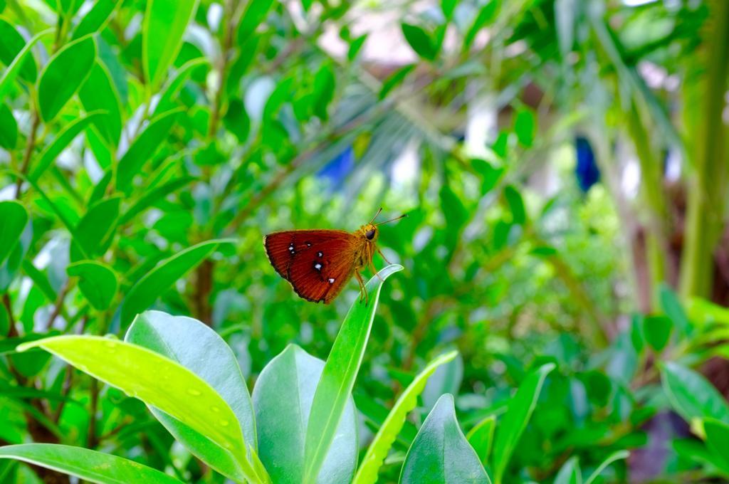 The Nature House Aonang Krabi Thailand Ao Nang Luaran gambar