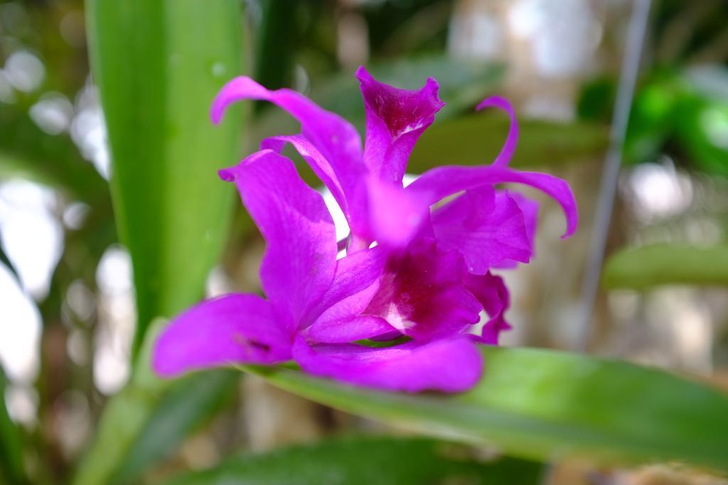 The Nature House Aonang Krabi Thailand Ao Nang Luaran gambar